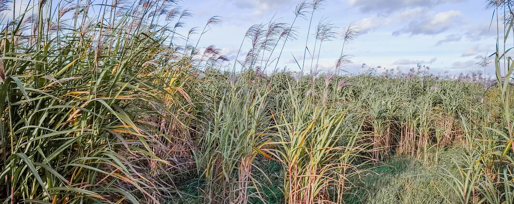 RURANT, paluDIGIcultuur
